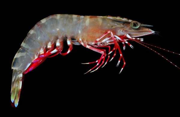 Десятиногие ракообразные креветка