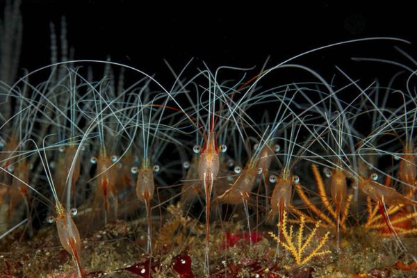 Морские обитатели креветка