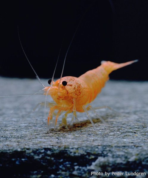 Маленькие креветки