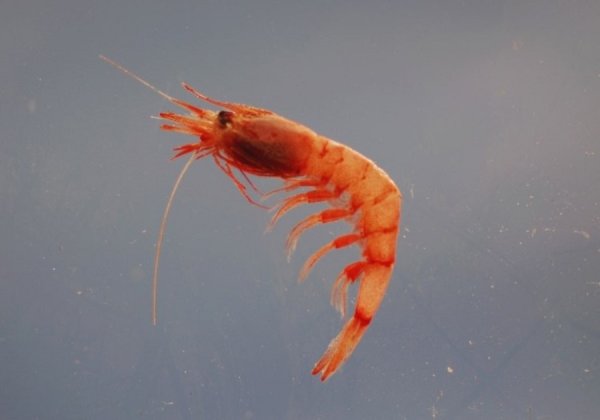 Морские креветки