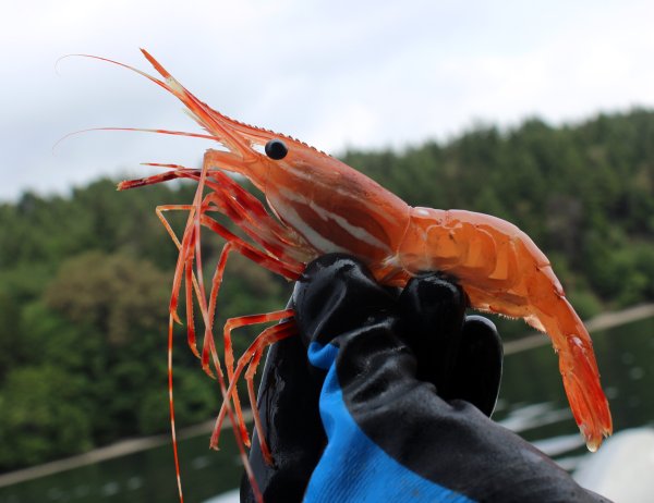 Креветка Королевская Живая в море