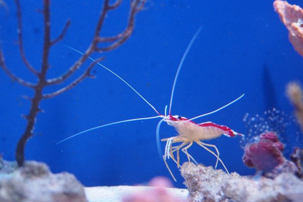 Индийская стеклянная креветка