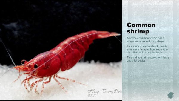 Креветки Океанские