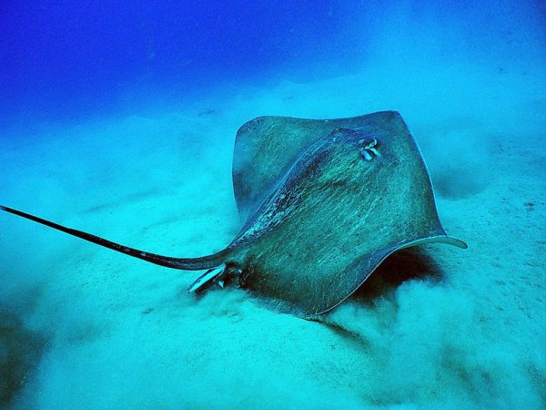 Скат-хвостокол в черном море