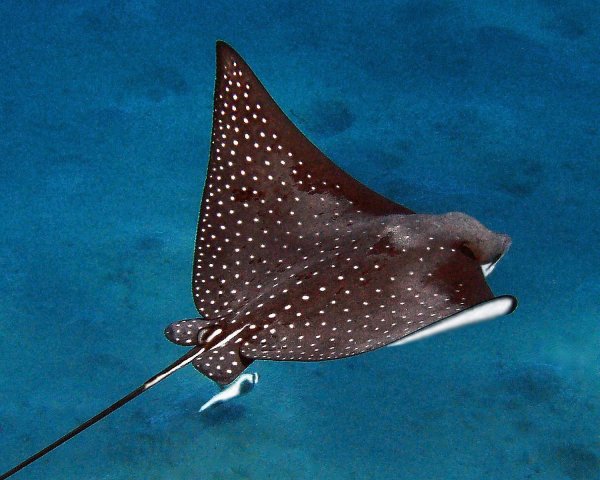 Скат кольчатый хвостокол