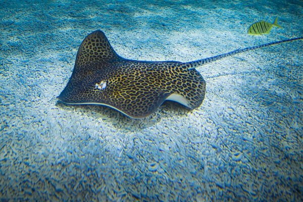 Скат хвостокол