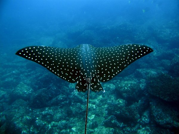 Скат орляк пятнистый