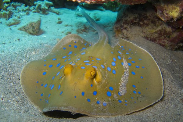 Черноморский Скат хвостокол