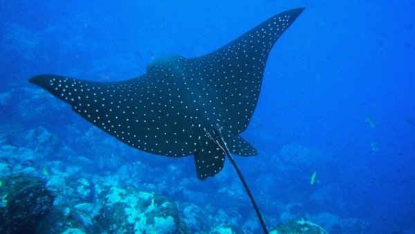 Пятнистый орляк