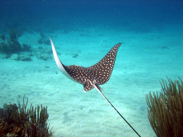 Скаты красного моря