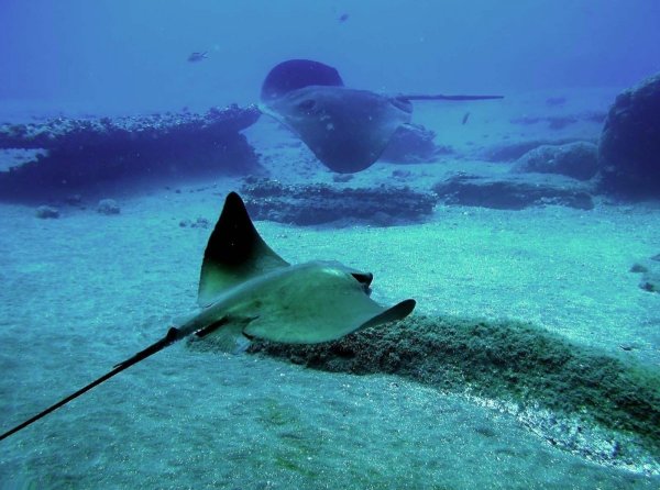 Скат хвостокол