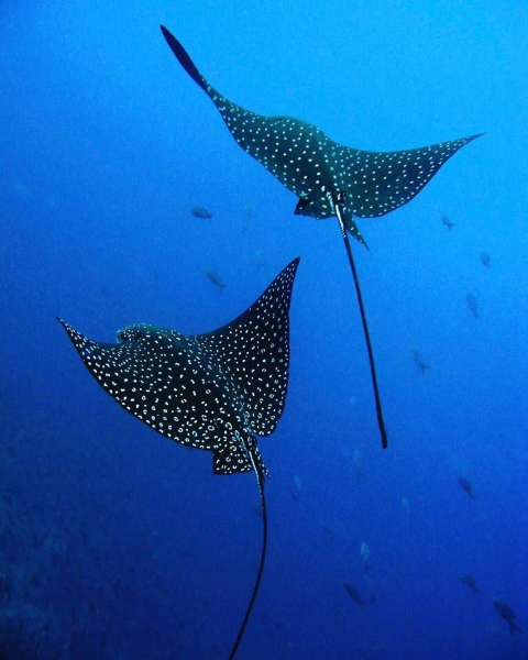 Скат Тэниура-Лимма