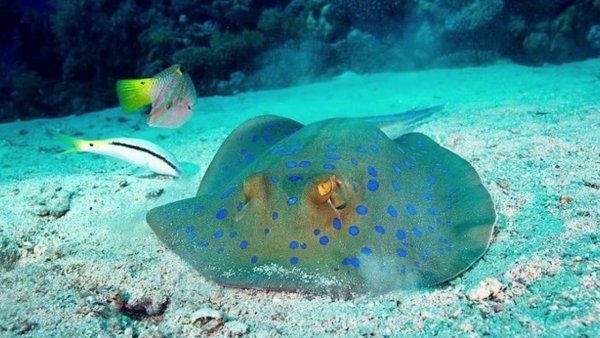 Скат Taeniura lymma