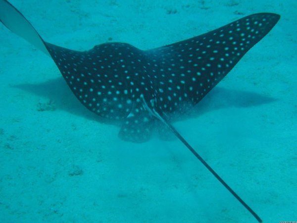 Скаты манты красное море