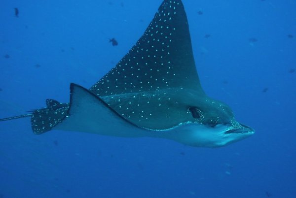 Скат, Флорида