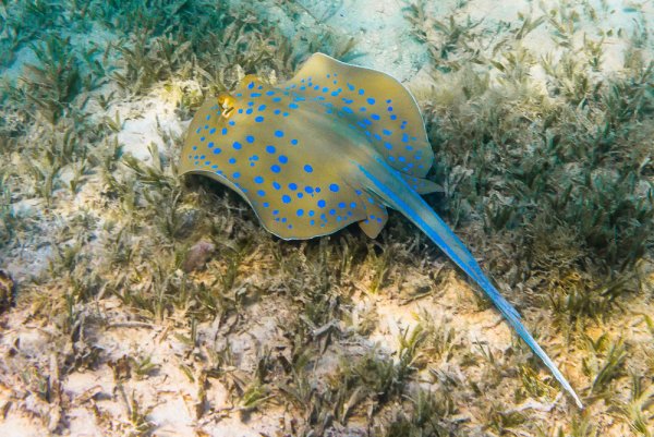 Скат хвостокол