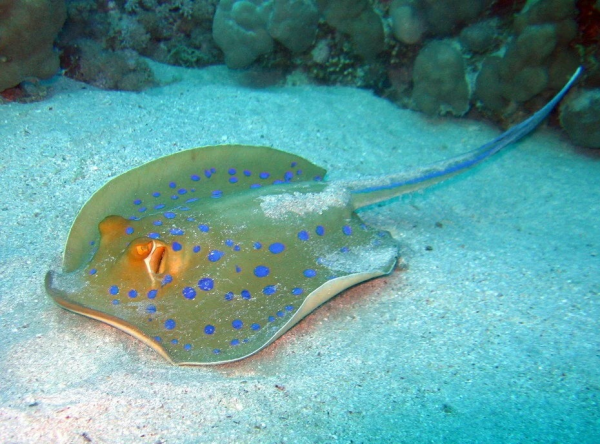 Скат хвостокол