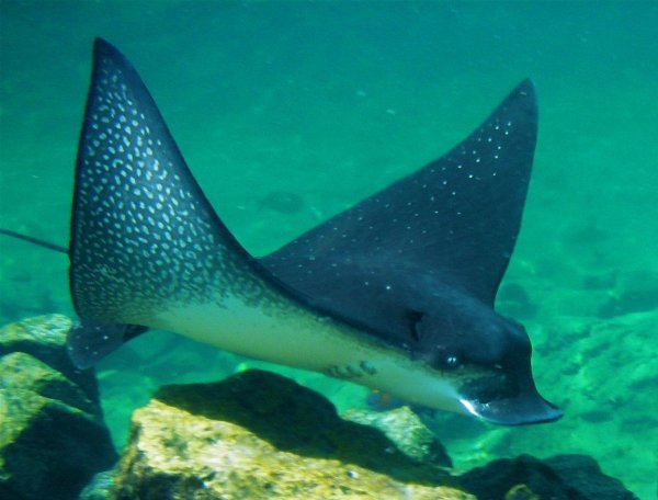 Скат орляк пятнистый