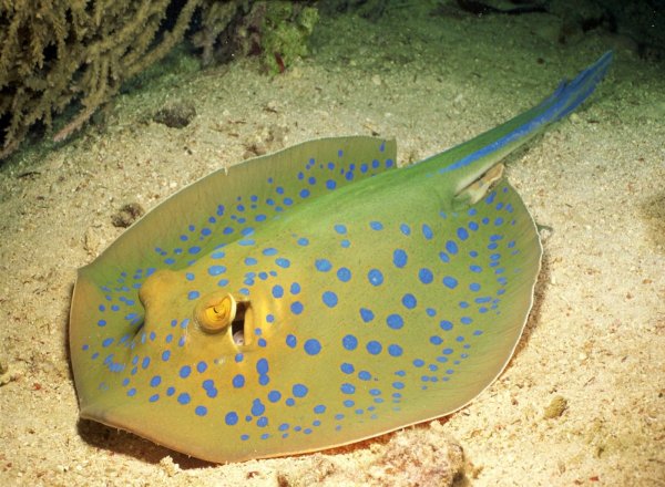 Мраморный электрический Скат