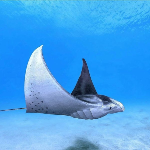 Скат Рогач Манта