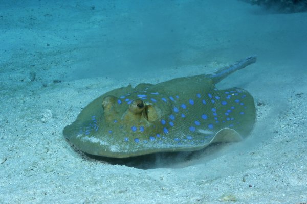 Скат кольчатый хвостокол