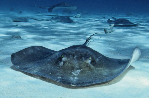 Скат-хвостокол морской кот