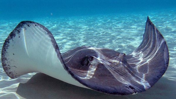 Скат Геншин