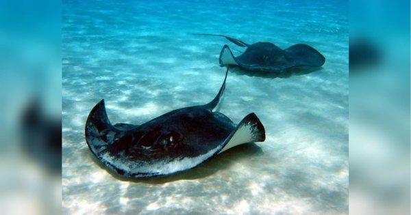 Стингрей морской Скат