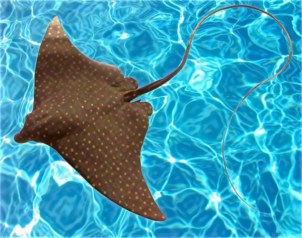 Плоские морские обитатели