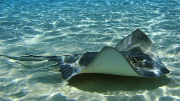 Стингрей Скат Мальдивы