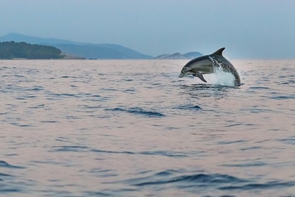 Черное море Анапа дельфины