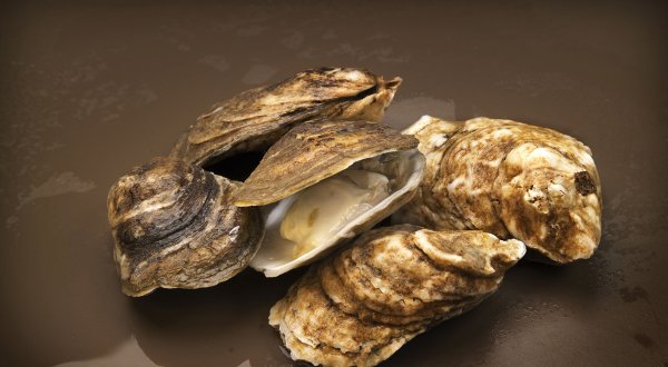 Устрица моллюск