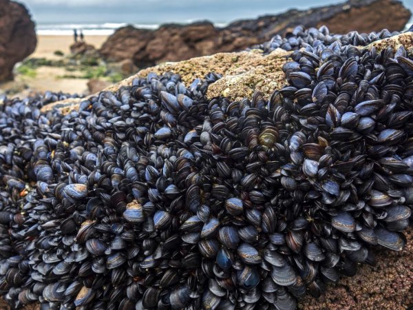 Mytilus edulis