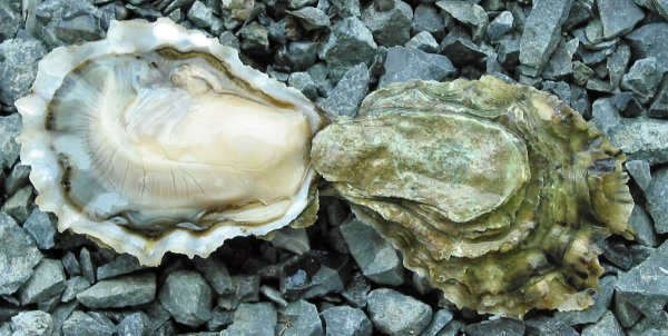 Моллюск — Жемчужница Приморская