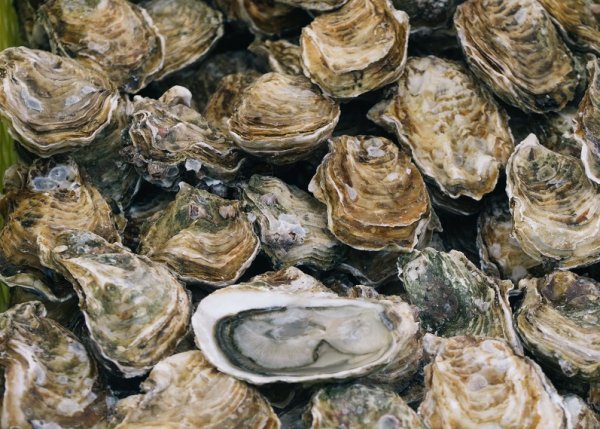 Устрица розовая Джоли Намибия