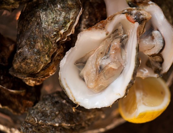 Устрица Черноморская Живая