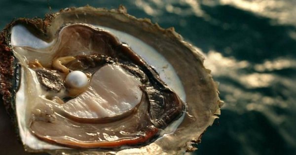 Моллюск Pinctada maxima
