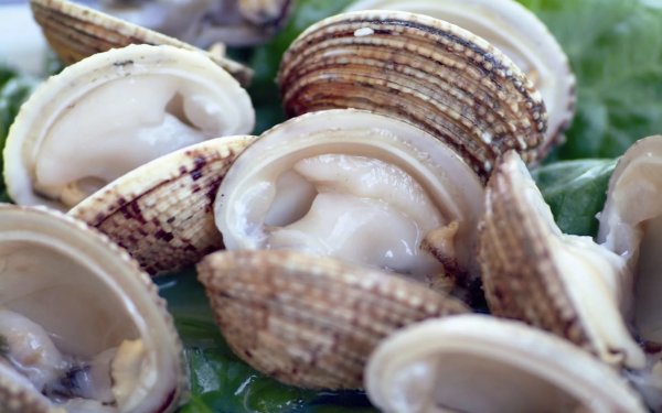 Устрицы мидии морские гребешки