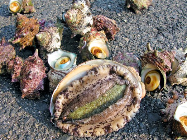 Дальневосточный морской моллюск