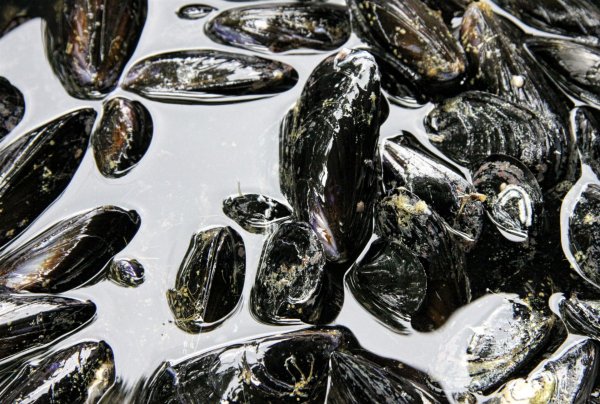 Устрицы Аффинаж