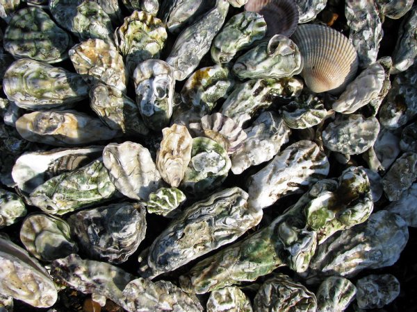 Устрицы в природе