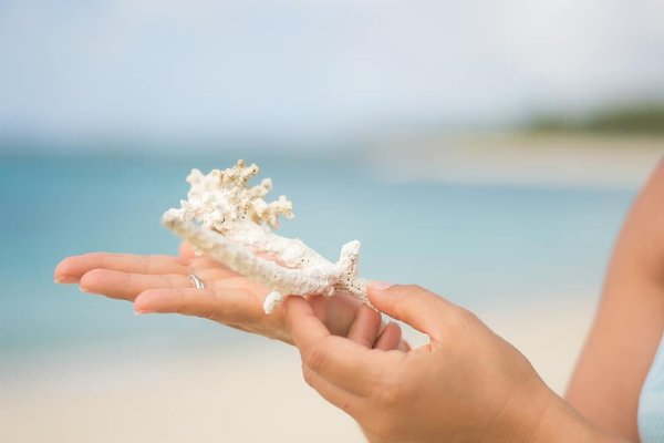 Коралл морская рука