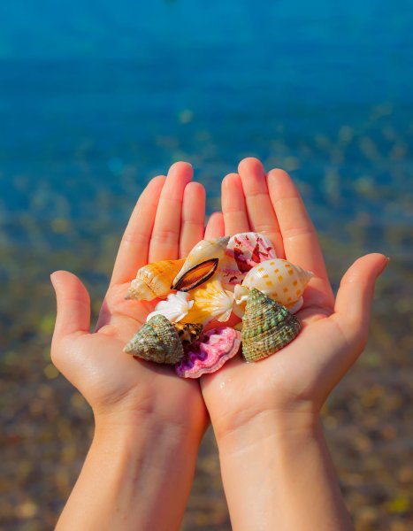 Ракушка в руке