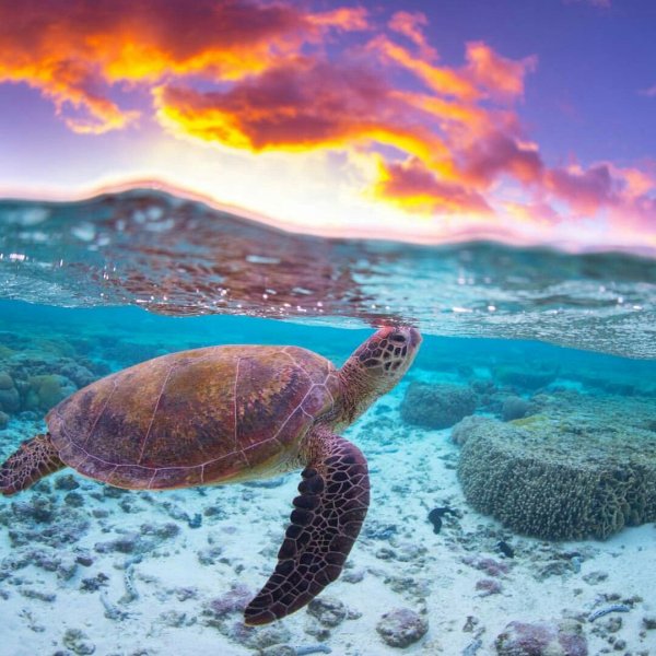 Черепаха логгерхед