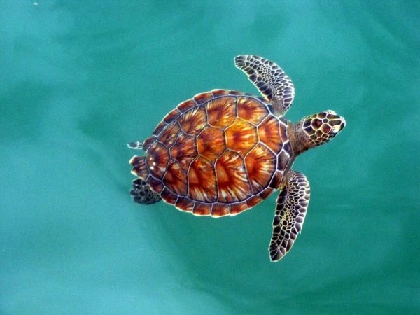 Черепаха бисса панцирь