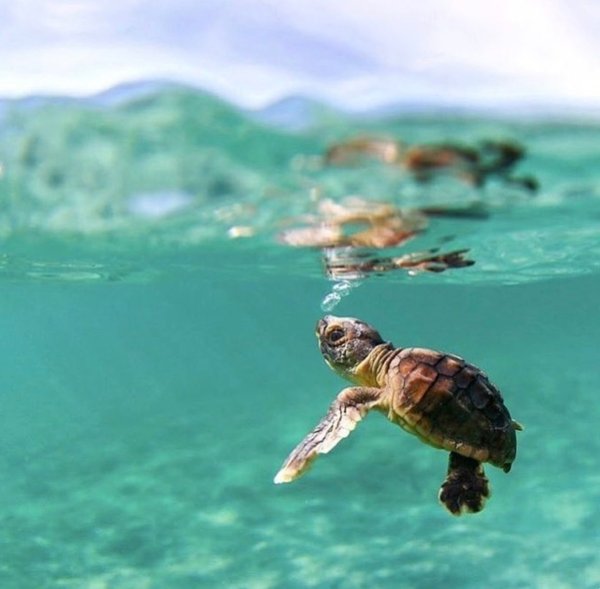 Бисса черепаха детеныш