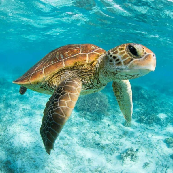 Морская черепаха на рифе