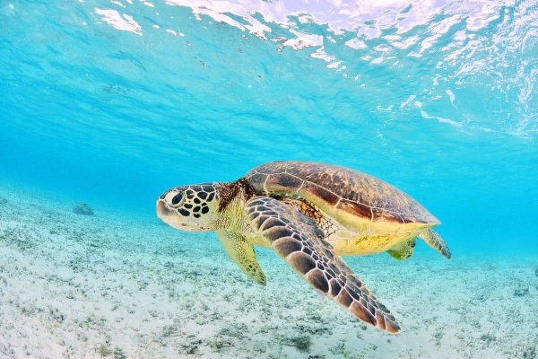 Каретта-Каретта черепаха Греция
