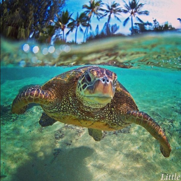 Черепаший риф Мальдивы