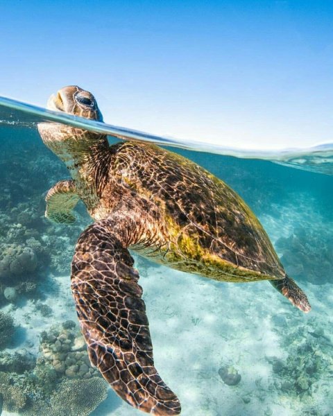 Море черепаха